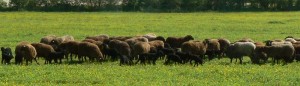 GAEC Ferme du Moulin - Petit pré