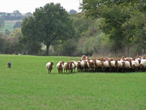 GAEC Ferme du Moulin