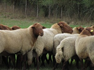 GAEC Ferme du Moulin