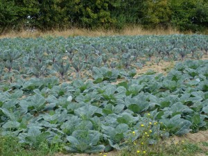 Légumes