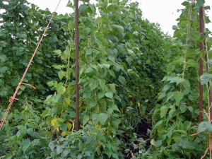 Haricots verts